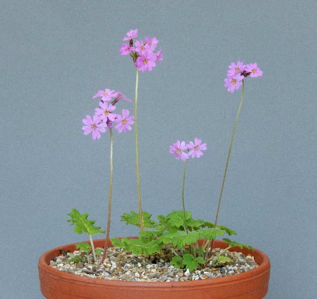 Primula cortusoides